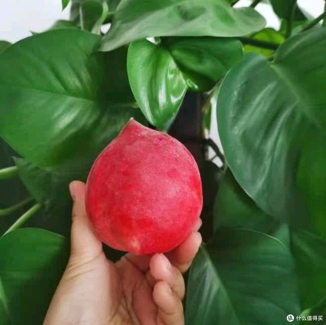 京鲜生水蜜桃测评:夏日里的甜蜜暴击