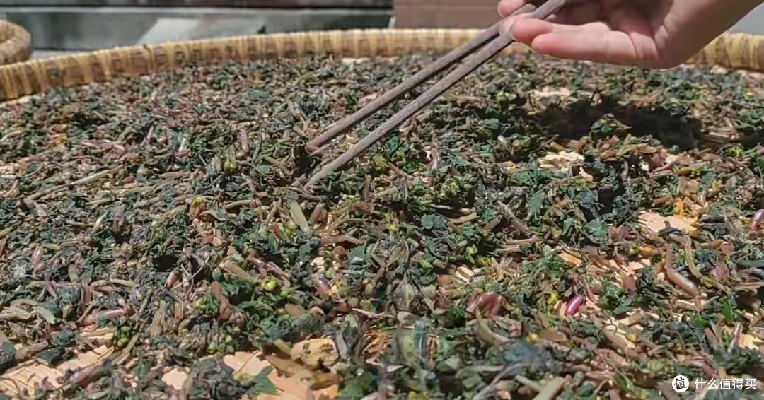 夏天使劲吃这野菜，一周3次，清热利湿，挖10斤晒干，放一年不坏