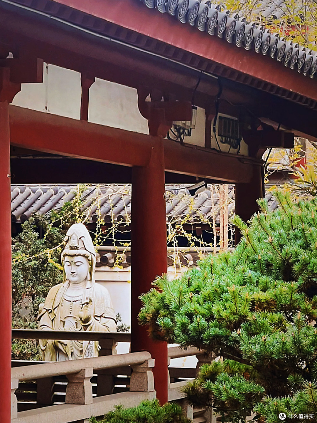 照着本草纲目吃吃喝喝,这届年轻人太会养生啦!