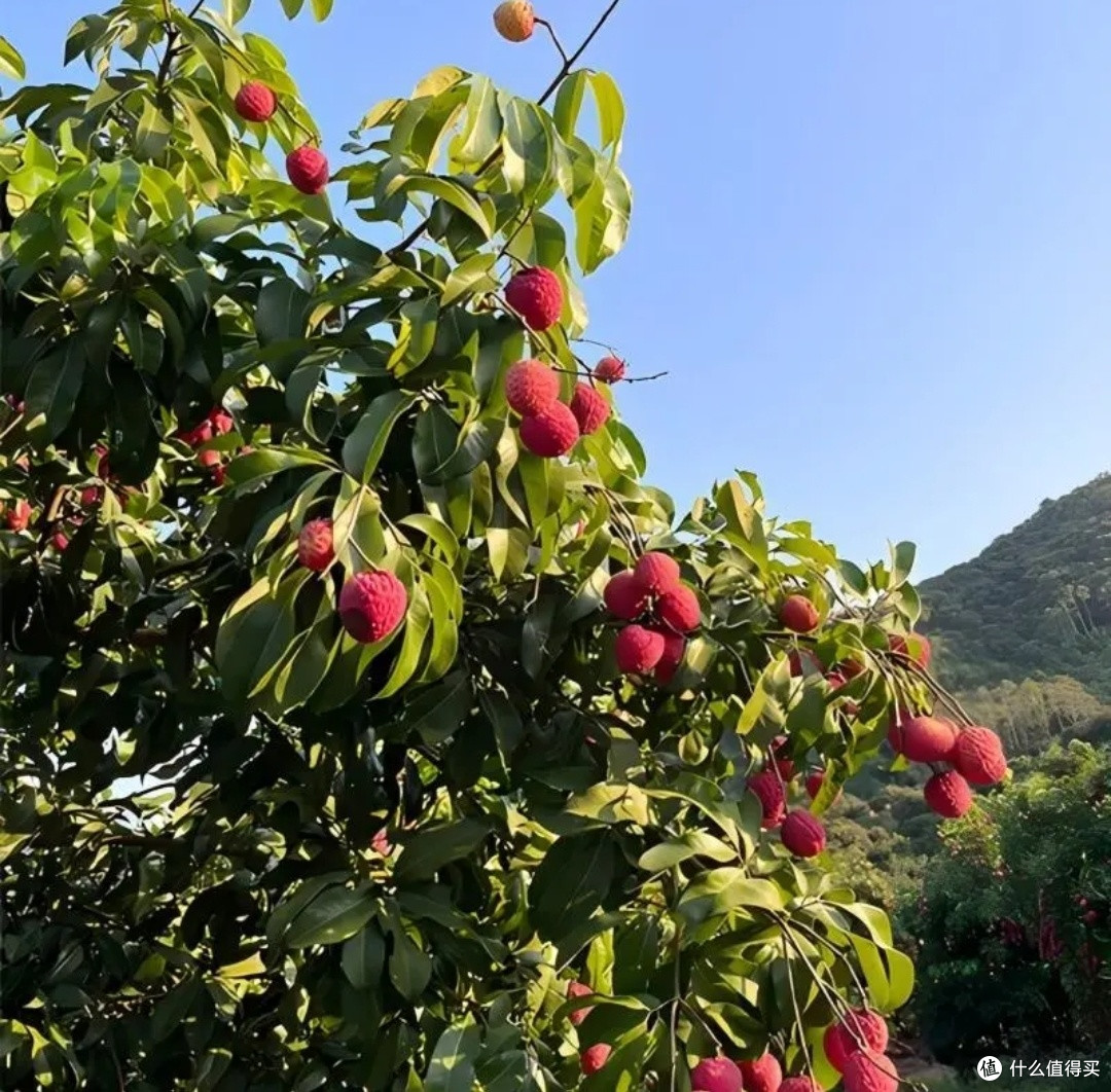 荔枝中的爱马仕-仙进奉