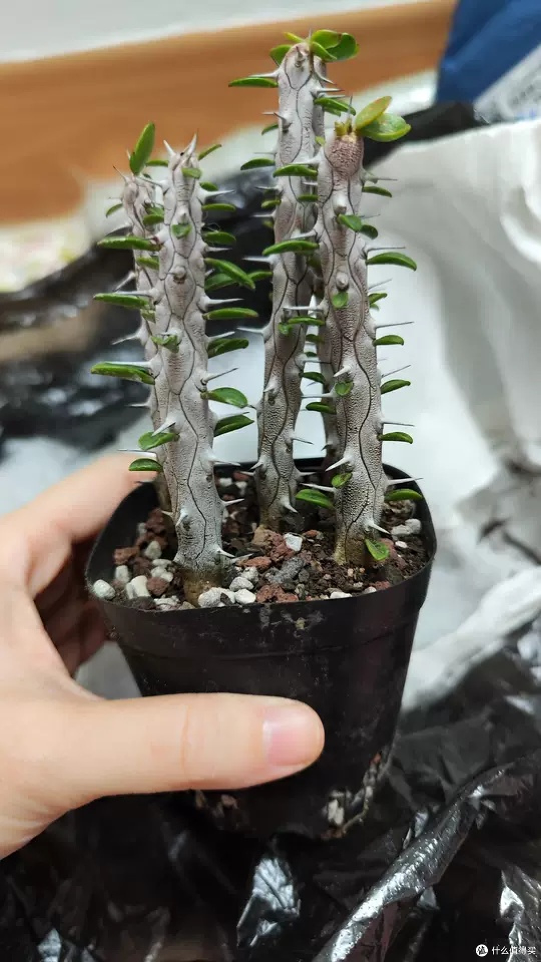 芳野植物亚龙木的迷你盆栽之旅