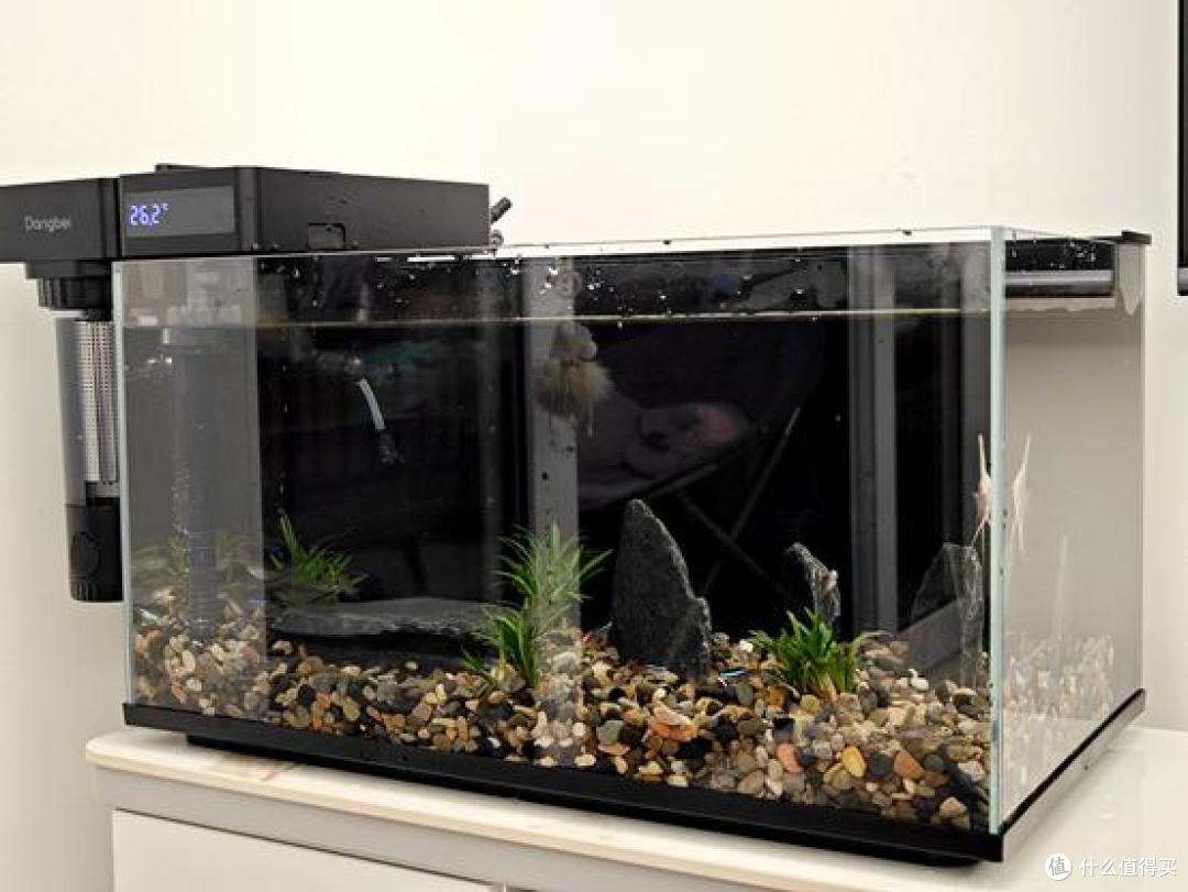 科技赋能,打造极致水族体验,当贝鱼缸过滤器N1 800AI助你养鱼无忧