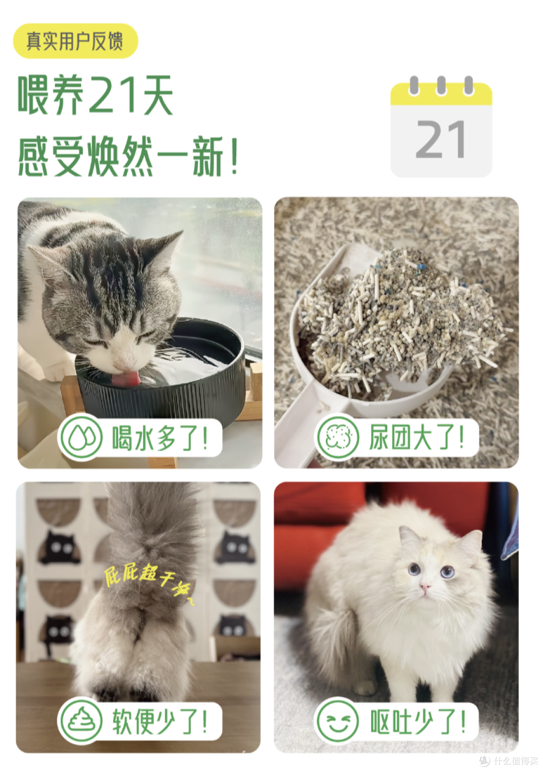 超过60年历史的猫粮工艺出现技术革新!猫咪脆弱肠胃终于有解了!
