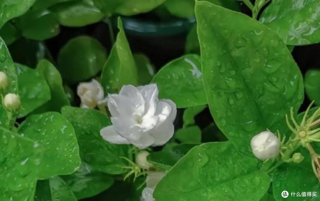 什么样发膜好?什么牌子的发膜好一点?欧莱雅pro好用吗?