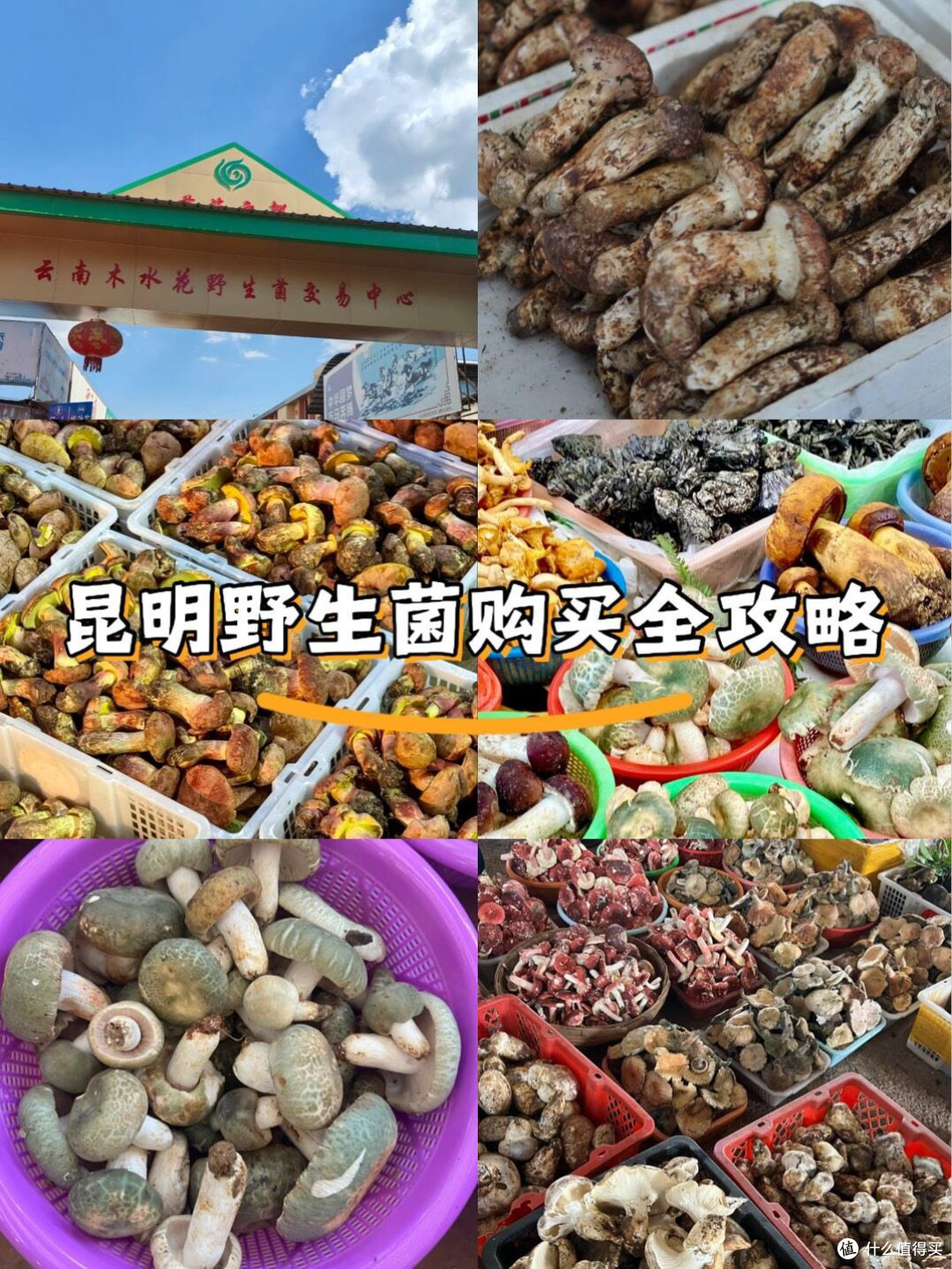 🍄 昆明野生菌购买全攻略