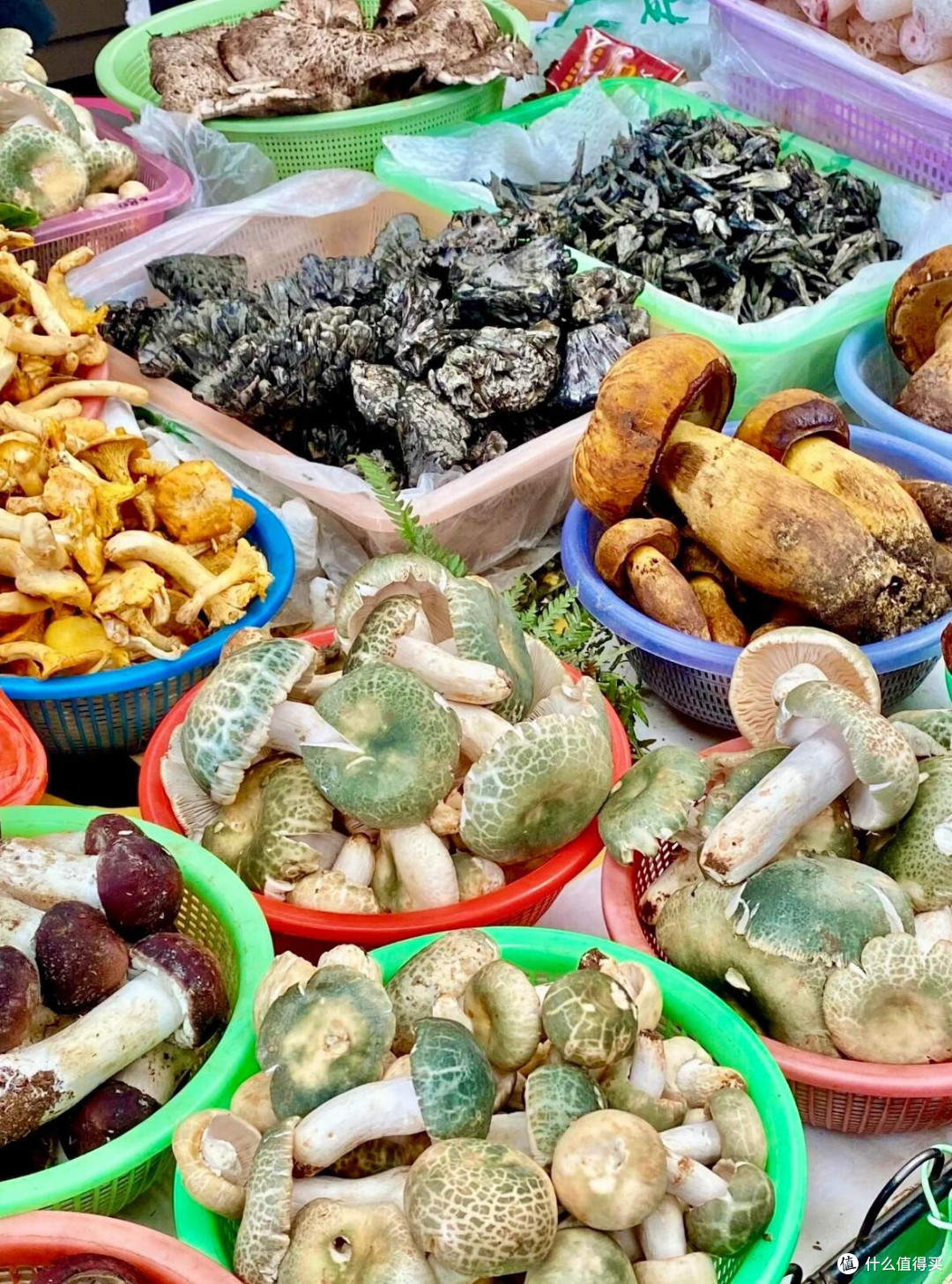 🍄 昆明野生菌购买全攻略