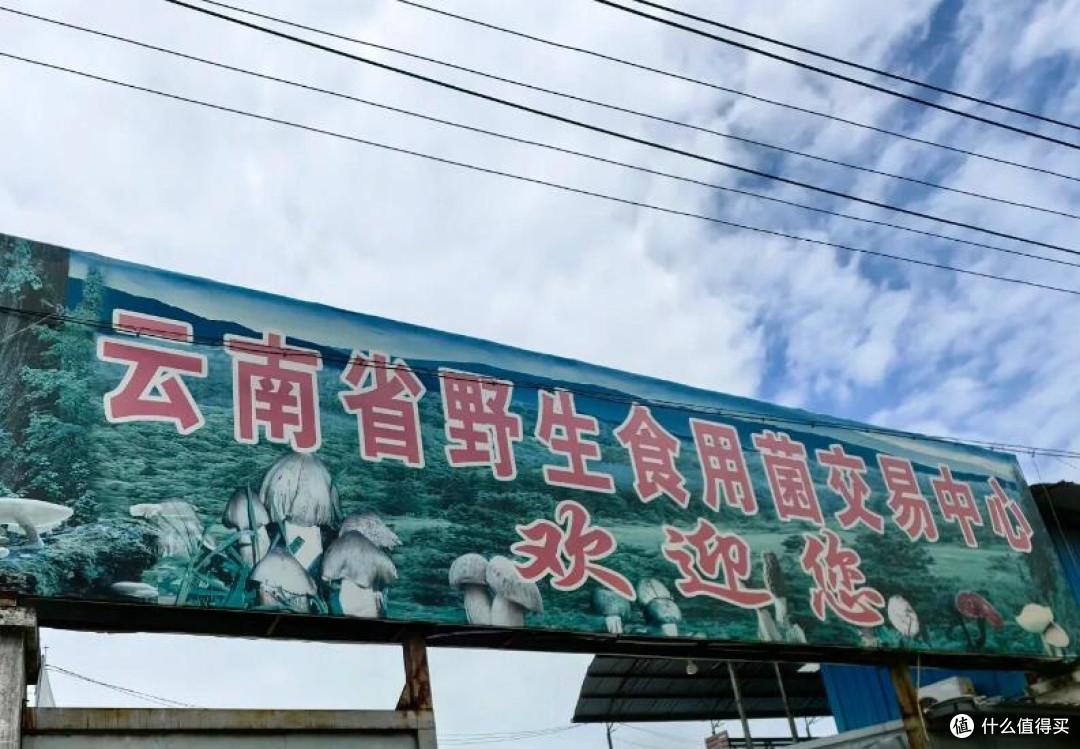 🍄 昆明野生菌购买全攻略