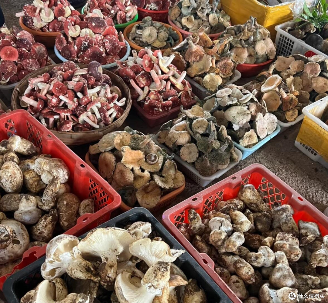 🍄 昆明野生菌购买全攻略