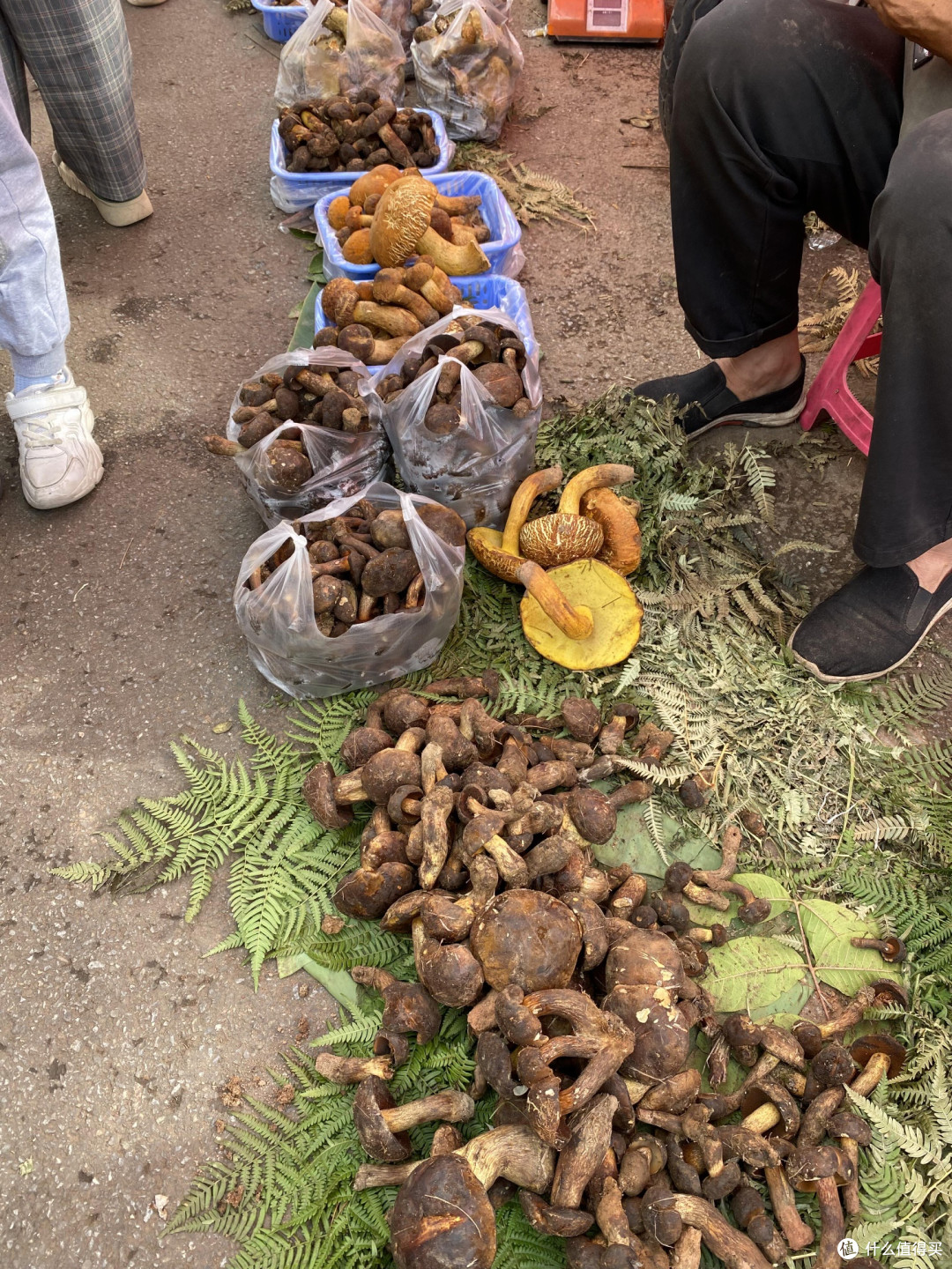 🍄 昆明野生菌购买全攻略