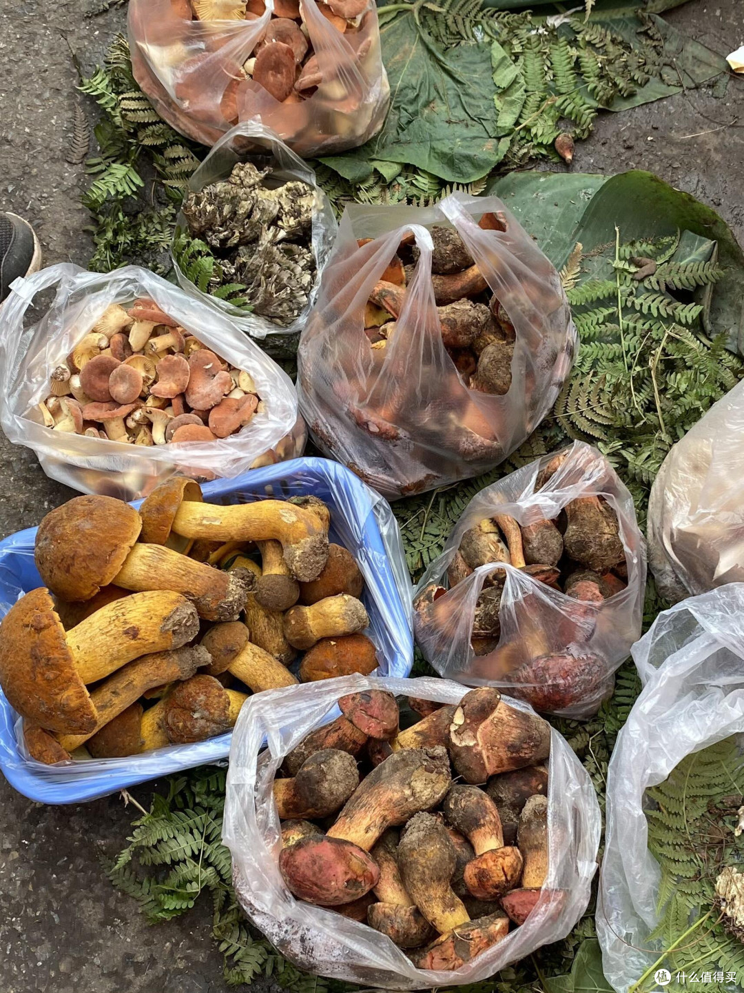 🍄 昆明野生菌购买全攻略