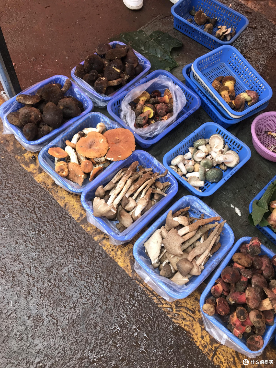 🍄 昆明野生菌购买全攻略