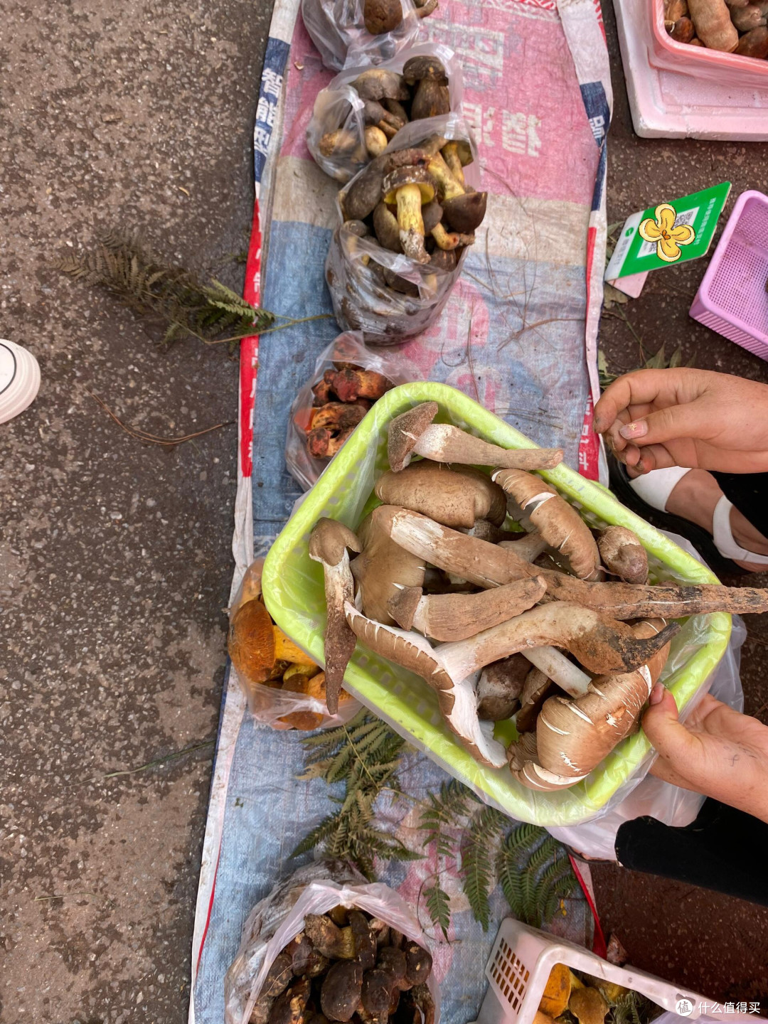 🍄 昆明野生菌购买全攻略