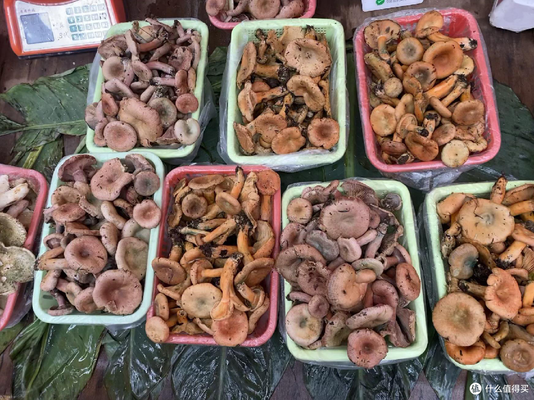 🍄 昆明野生菌购买全攻略