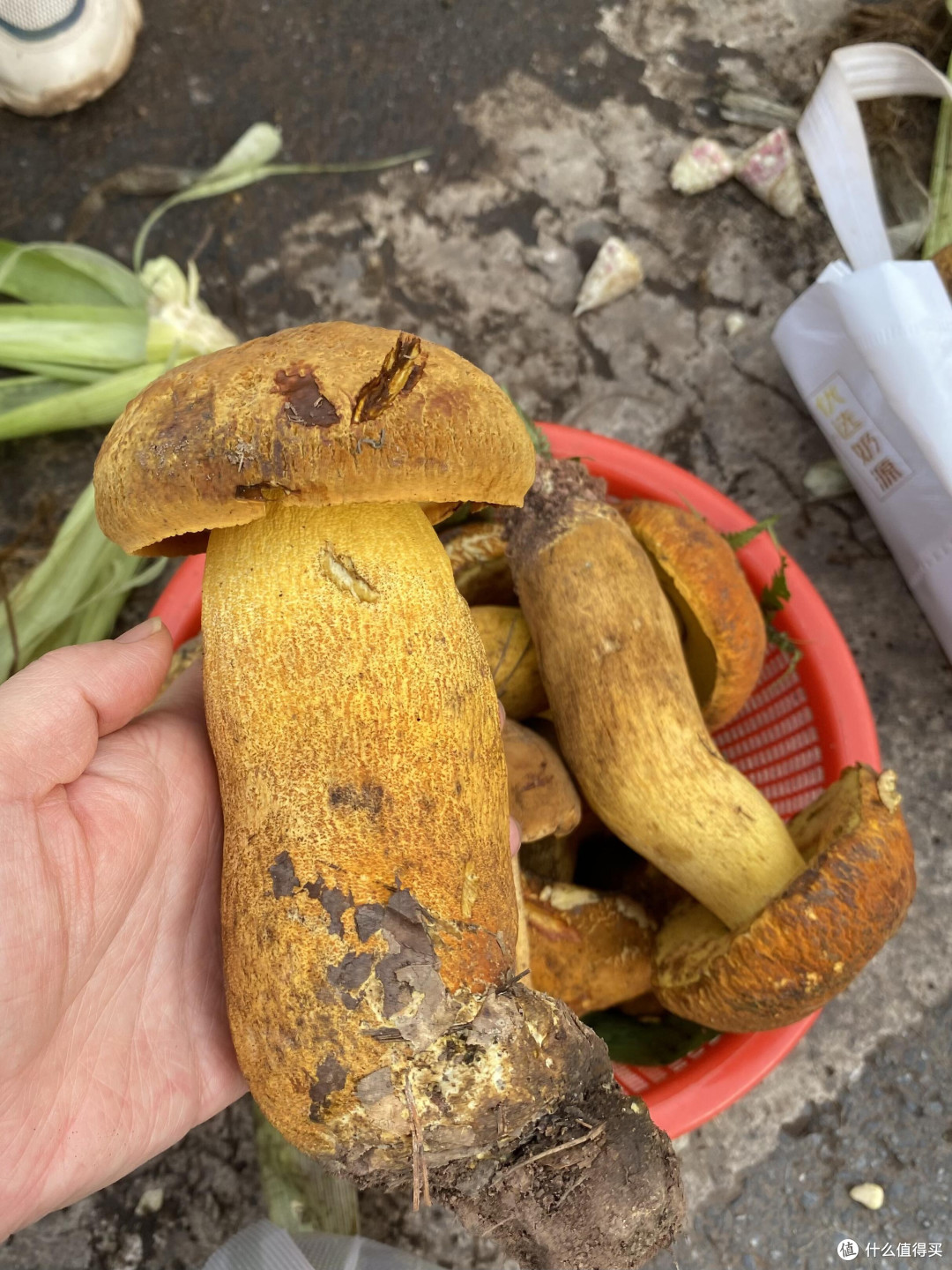 🍄 昆明野生菌购买全攻略