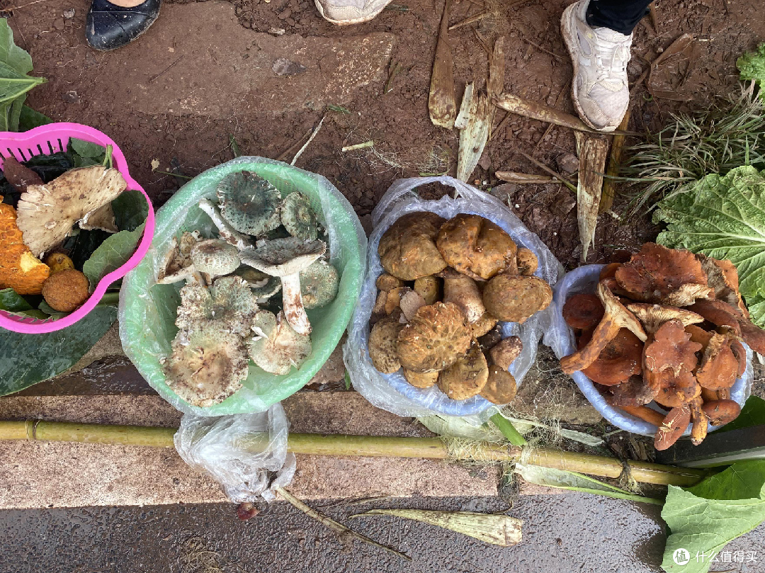 🍄 昆明野生菌购买全攻略