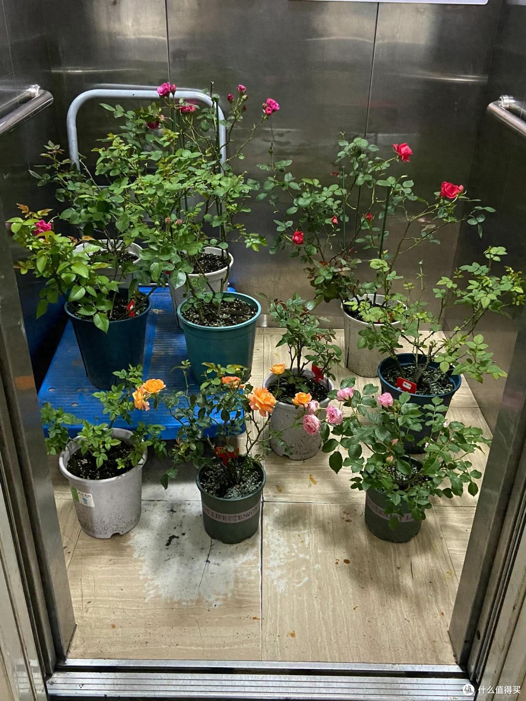 太心酸!湖南小伙被裁员,无奈清理养在公司的花,大大小小一拖车