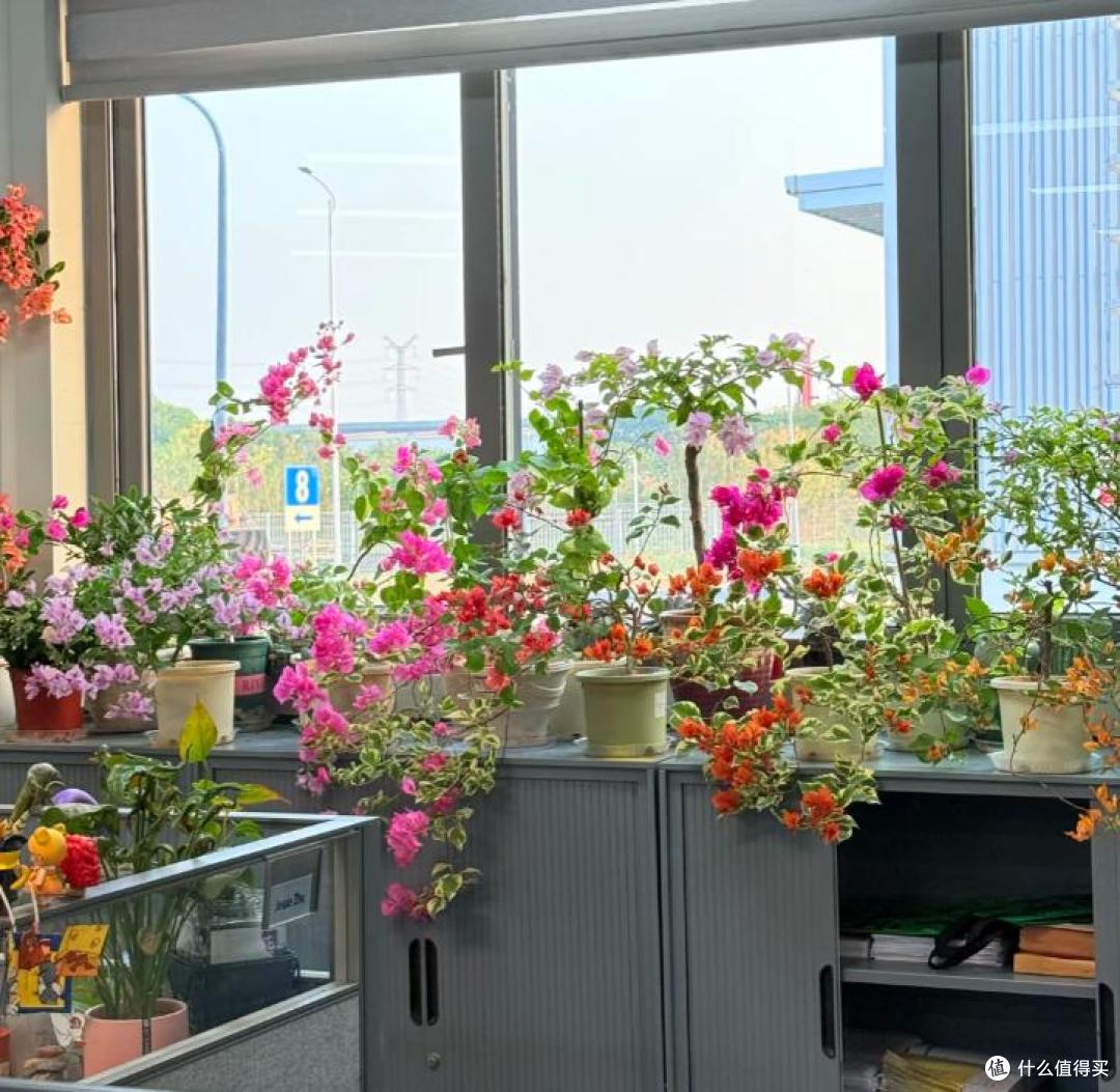 太心酸!湖南小伙被裁员,无奈清理养在公司的花,大大小小一拖车