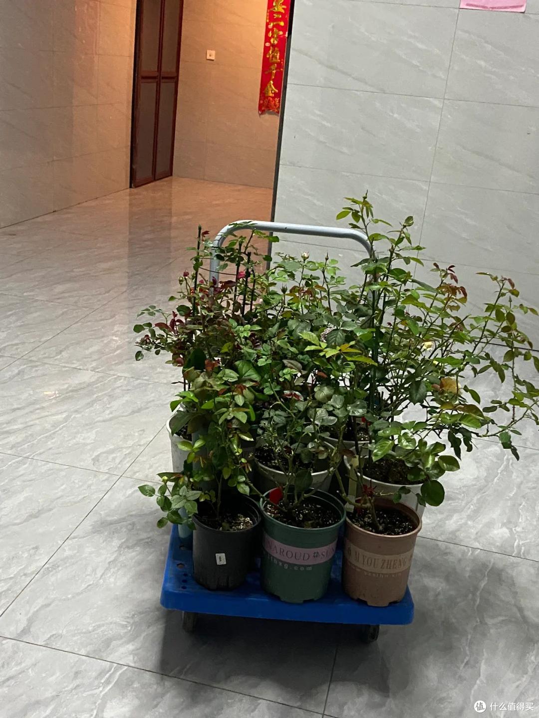 太心酸!湖南小伙被裁员,无奈清理养在公司的花,大大小小一拖车