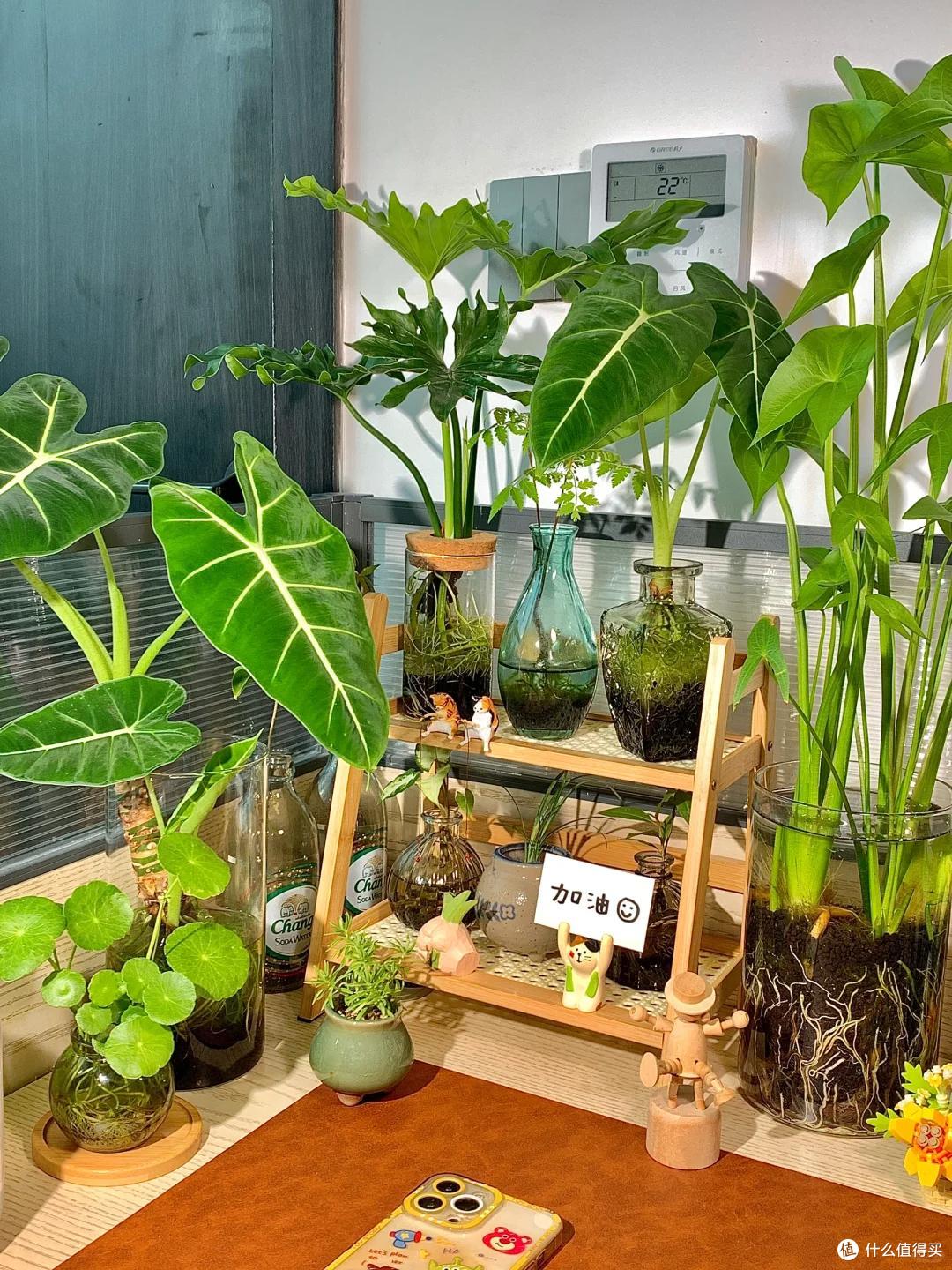 太心酸!湖南小伙被裁员,无奈清理养在公司的花,大大小小一拖车