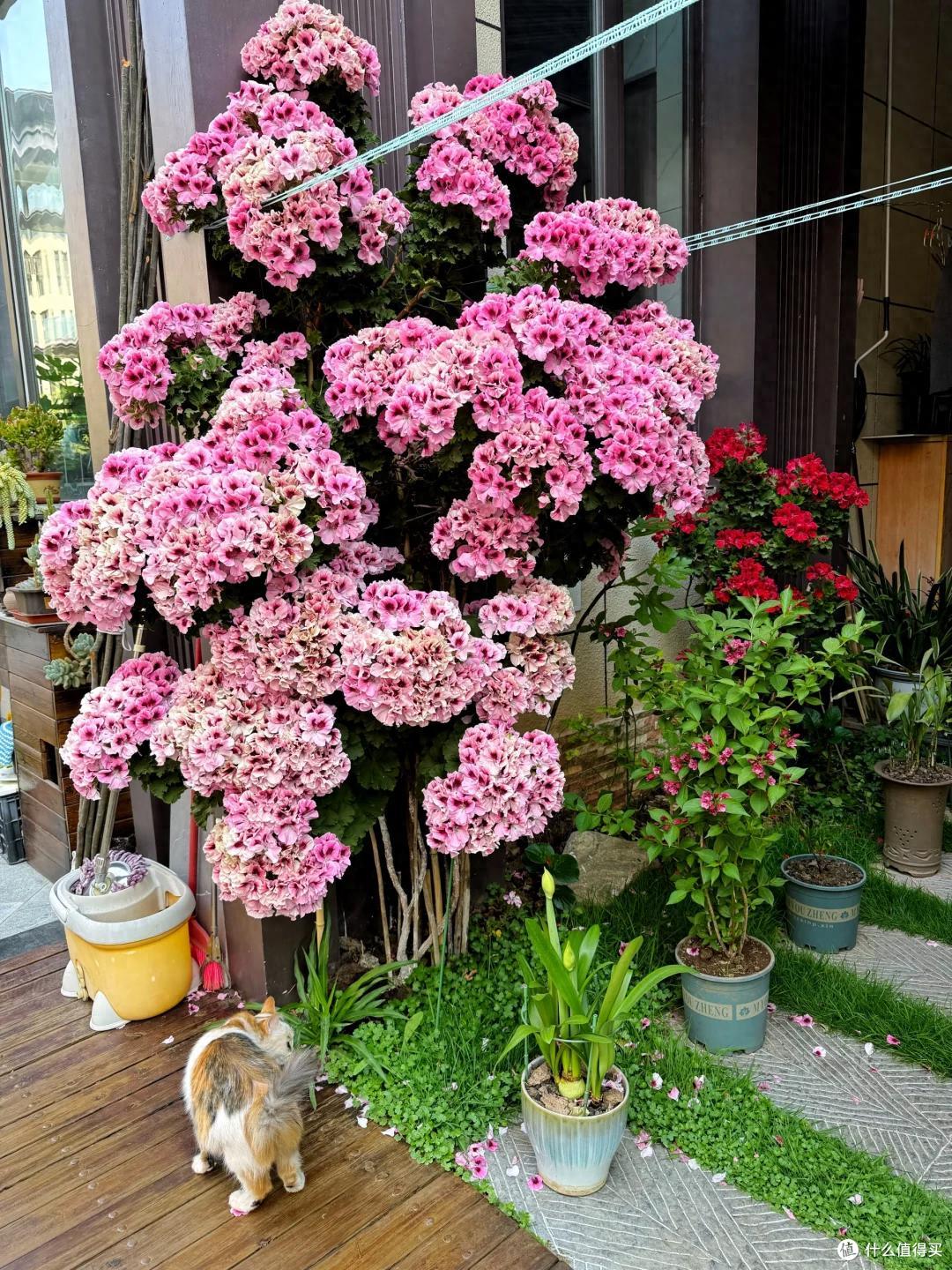 小伙晒“父母养了7年的天竺葵”,2.5米高,开花成海,太霸气了~
