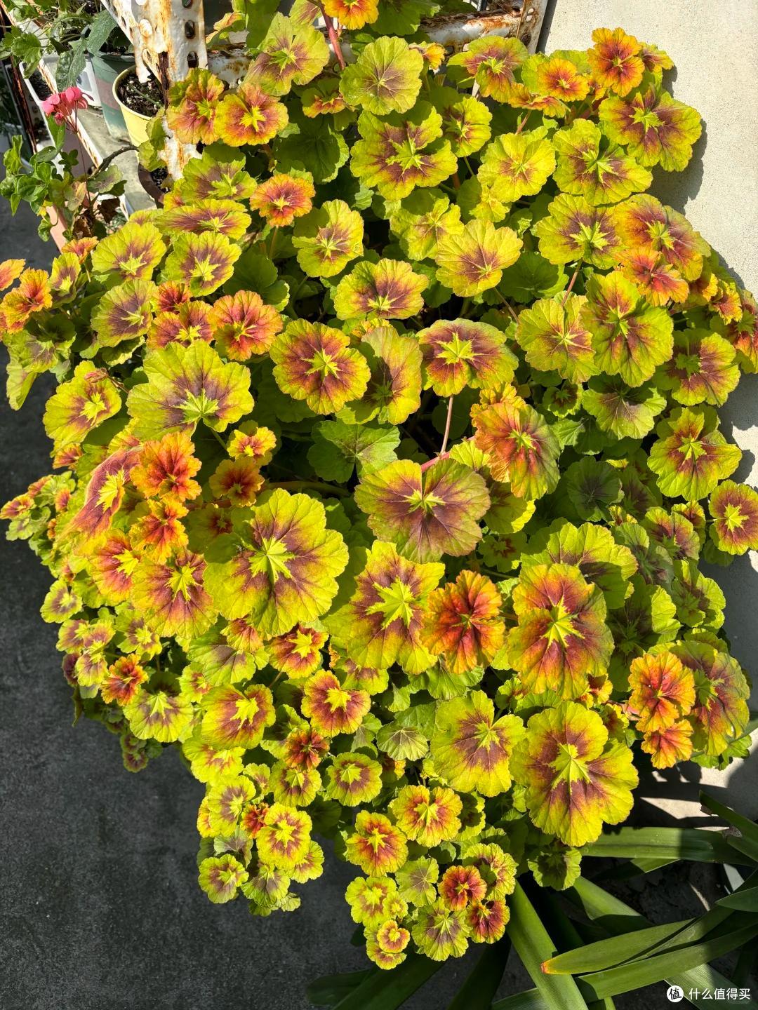 小伙晒“父母养了7年的天竺葵”,2.5米高,开花成海,太霸气了~