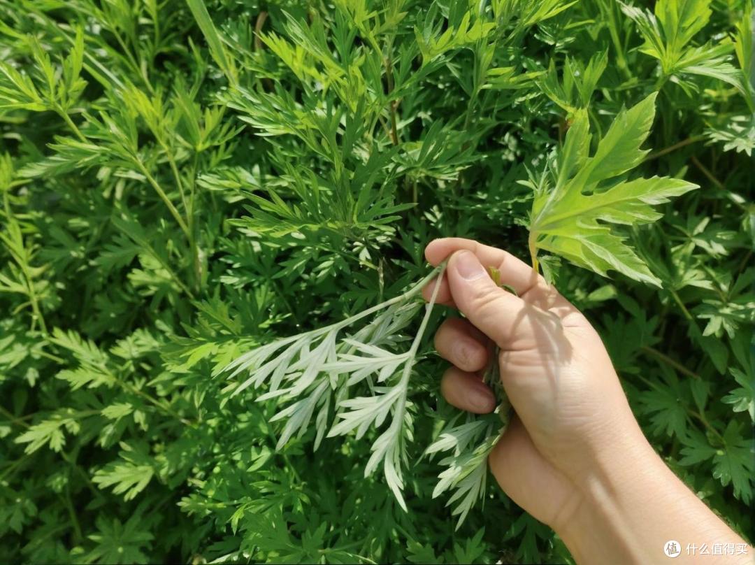 手残党也能做!在家复刻民艾天下同款艾草线香