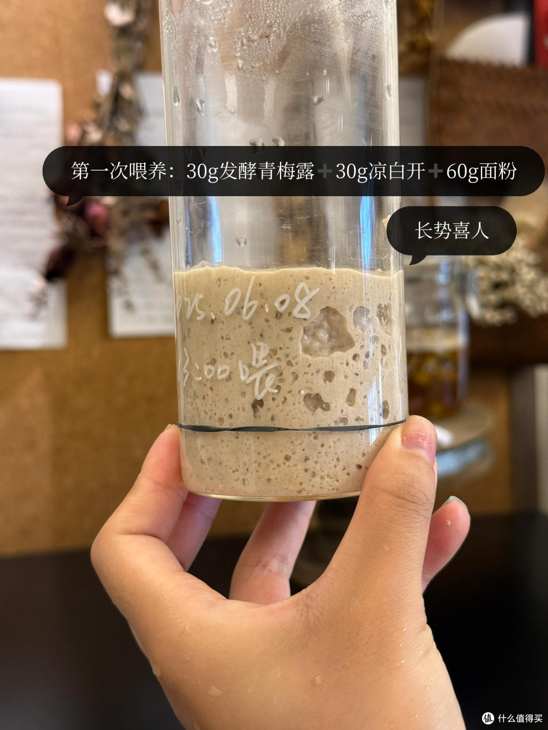 制作梅子露这么多年，今年用它养了青梅味的鲁邦种！