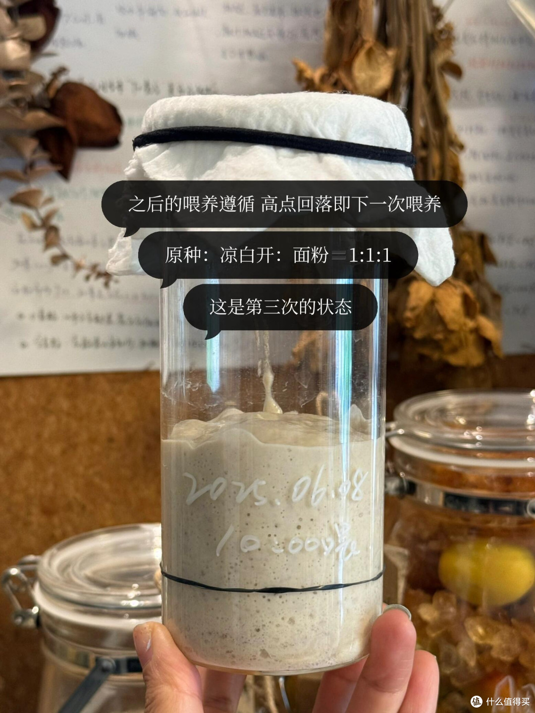 制作梅子露这么多年，今年用它养了青梅味的鲁邦种！