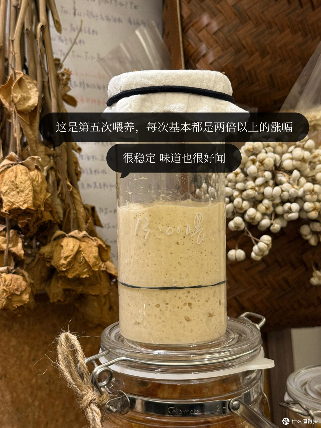 制作梅子露这么多年，今年用它养了青梅味的鲁邦种！