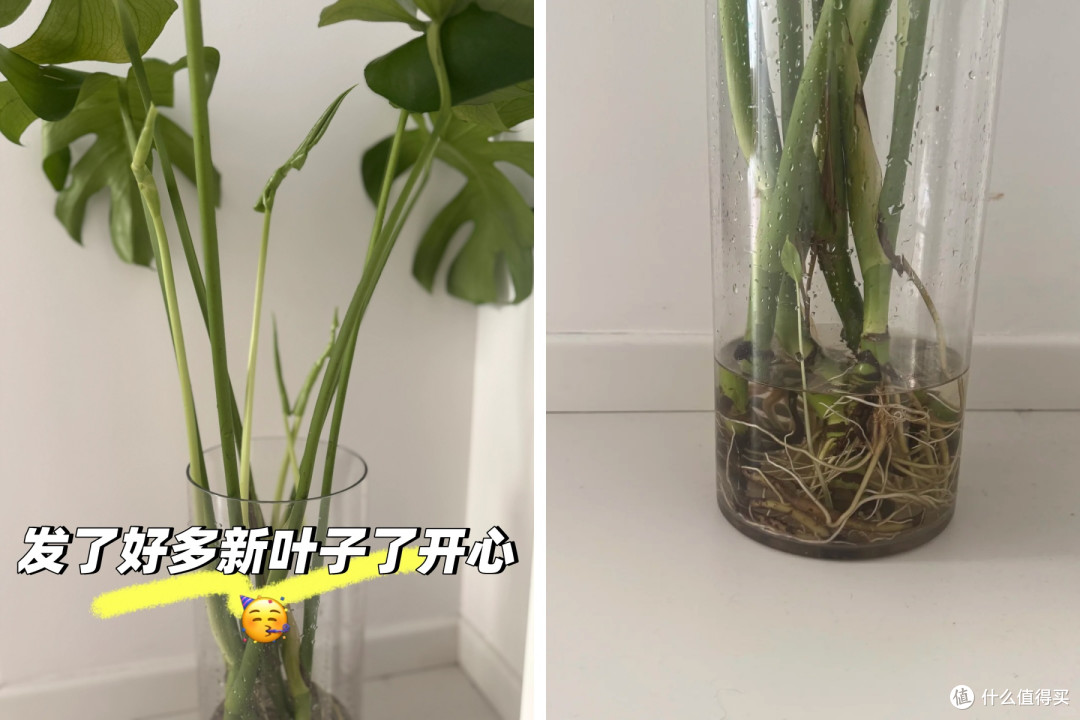 家里总有异味怎么办?晒晒11招“除臭大法”,不花啥钱还特别管用