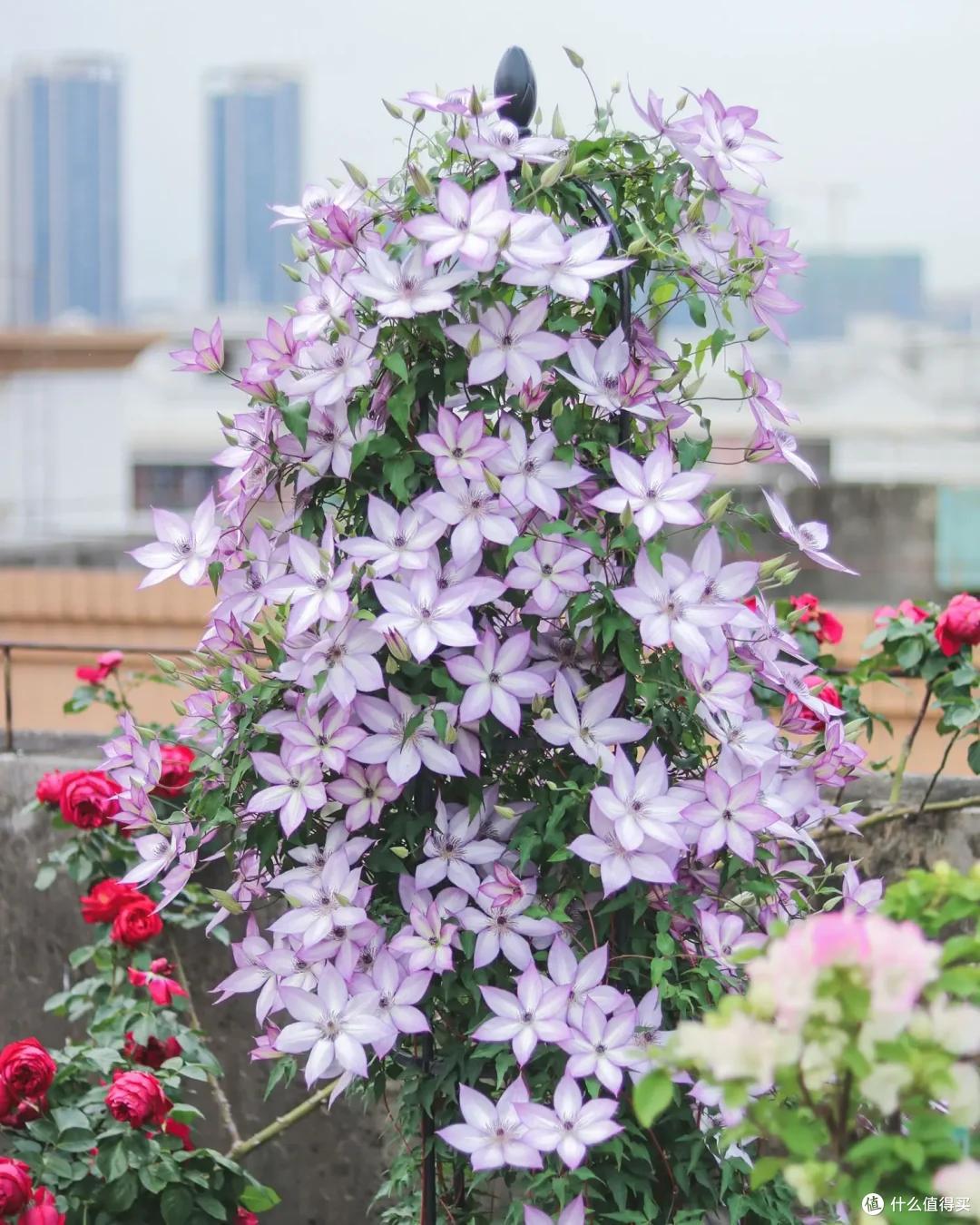 “爷爷养的铁线莲开花了,美翻了鸡舍”,网友:莫名羡慕“它”了