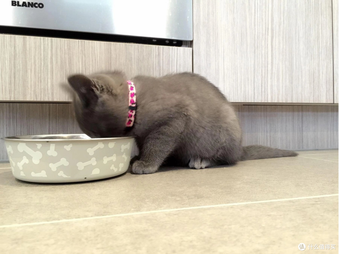 猫粮的排行榜靠谱吗？猫粮价格排行榜实测对比