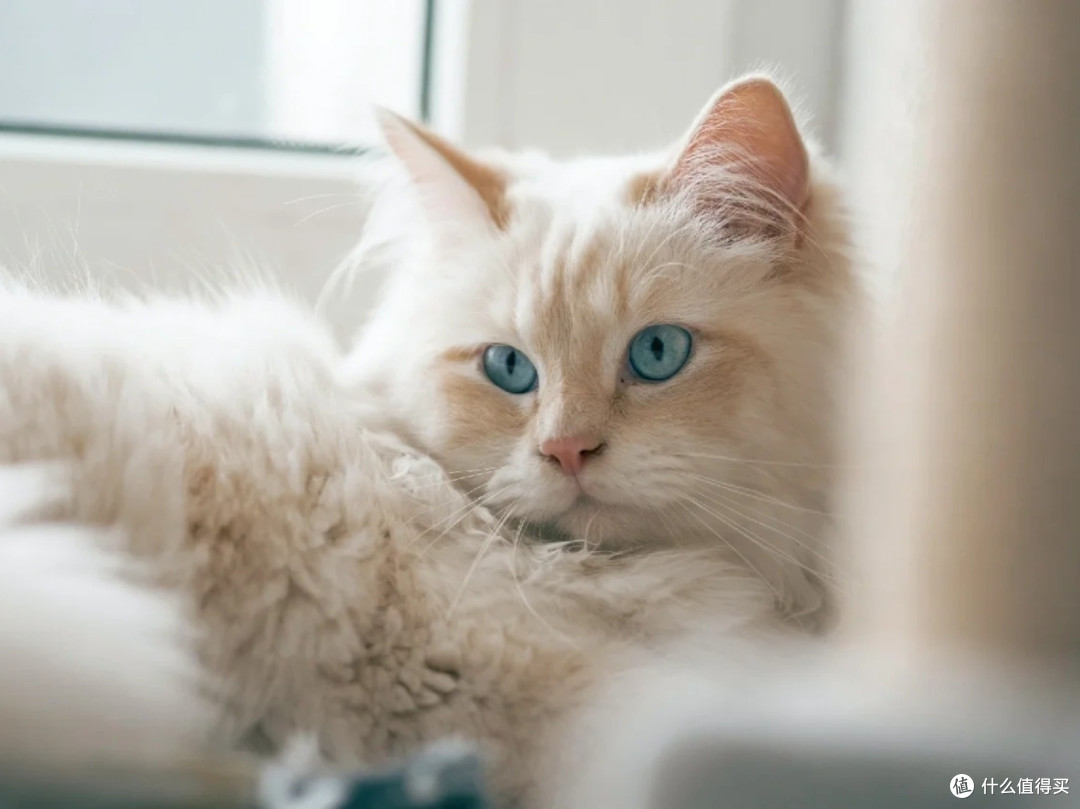 猫粮哪个牌子好又安全又便宜？深度分析猫粮排行榜前十名