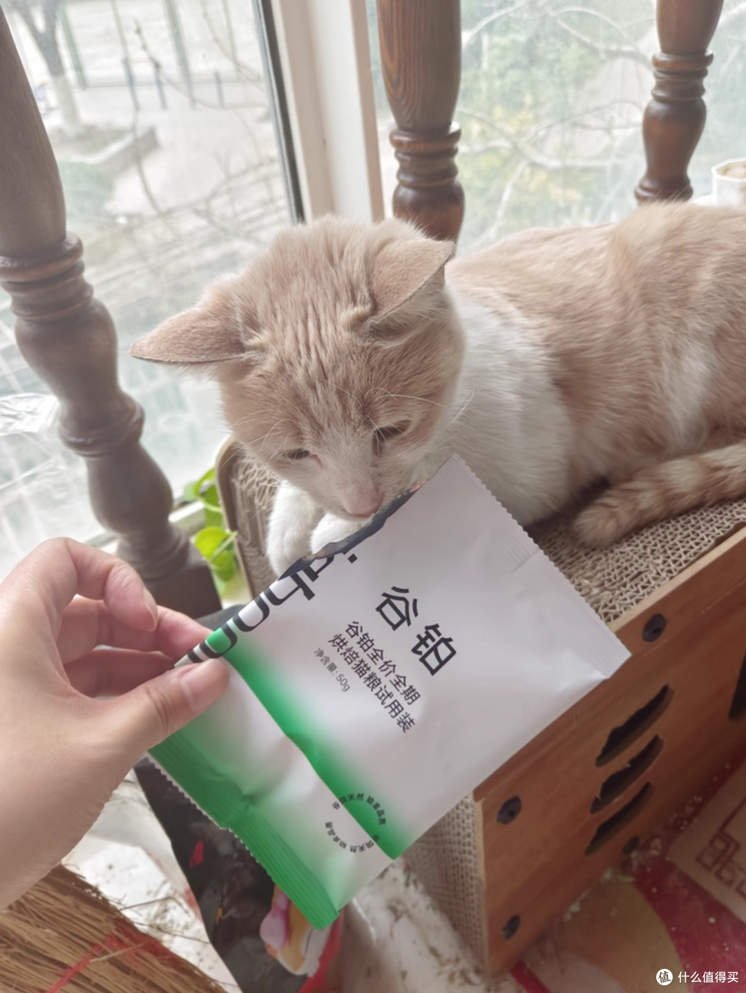 猫粮哪个牌子好又安全又便宜？深度分析猫粮排行榜前十名
