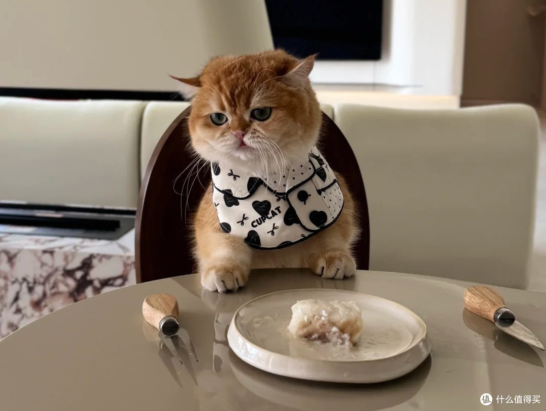 如何挑选猫粮？国产猫粮推荐攻略
