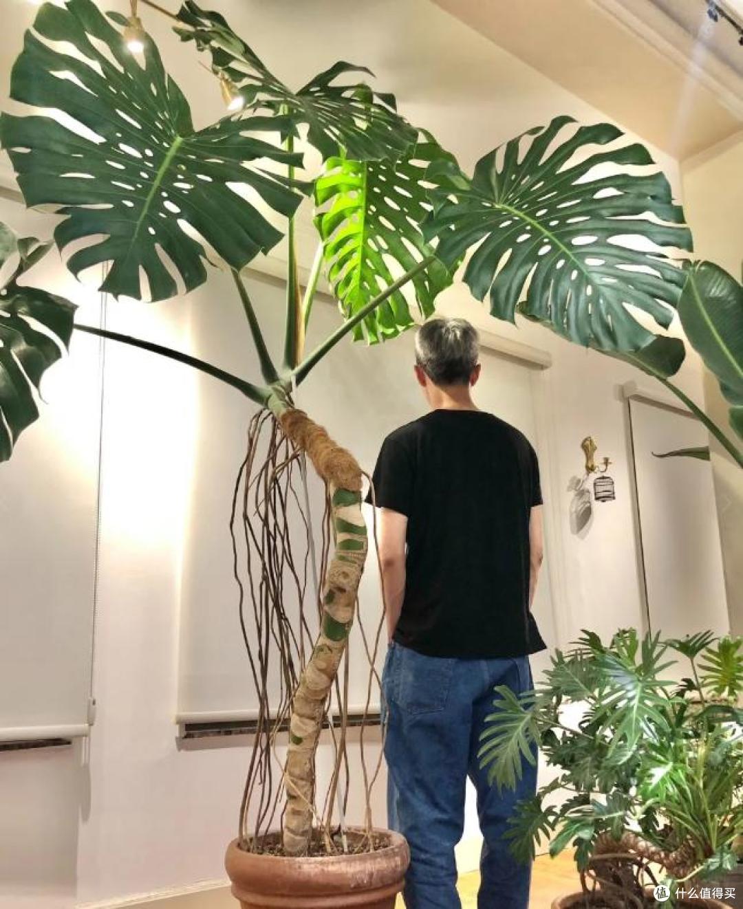 河南一小伙，失手将“龟背竹晒成海带”，网友：它犯了什么天条？