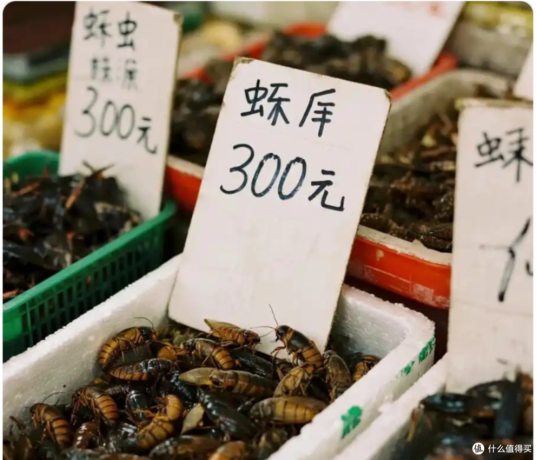 “黄金”虫!知了身价狂飙400元/斤,有人靠它日赚两千!