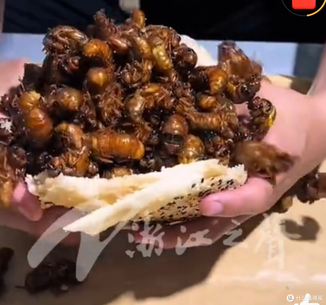 “黄金”虫!知了身价狂飙400元/斤,有人靠它日赚两千!