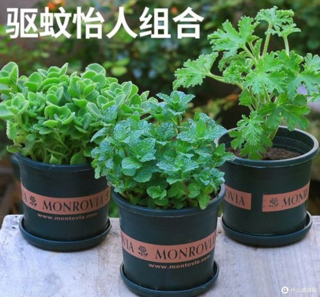 夏日驱蚊全攻略:和“嗡嗡怪”彻底说再见