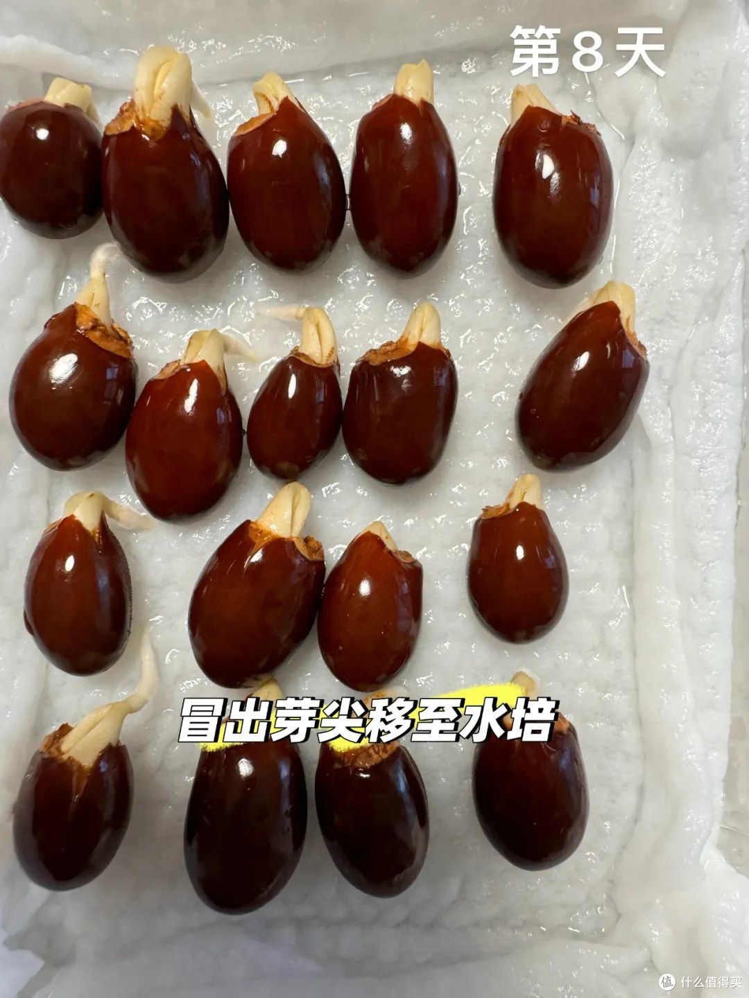 被年轻人的脑洞折服了!一颗小小的荔枝,都被 “吃出花”来了