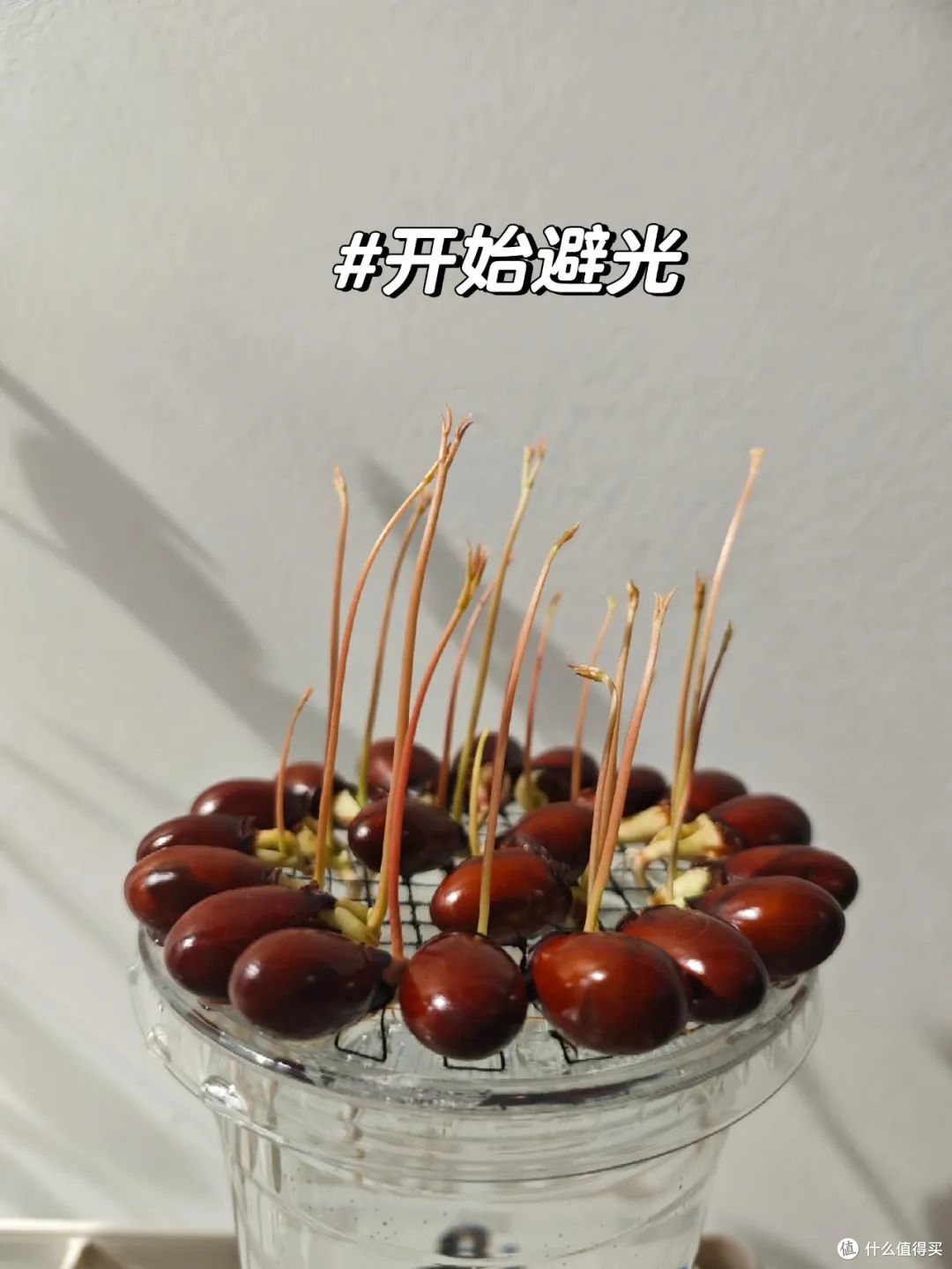 被年轻人的脑洞折服了!一颗小小的荔枝,都被 “吃出花”来了