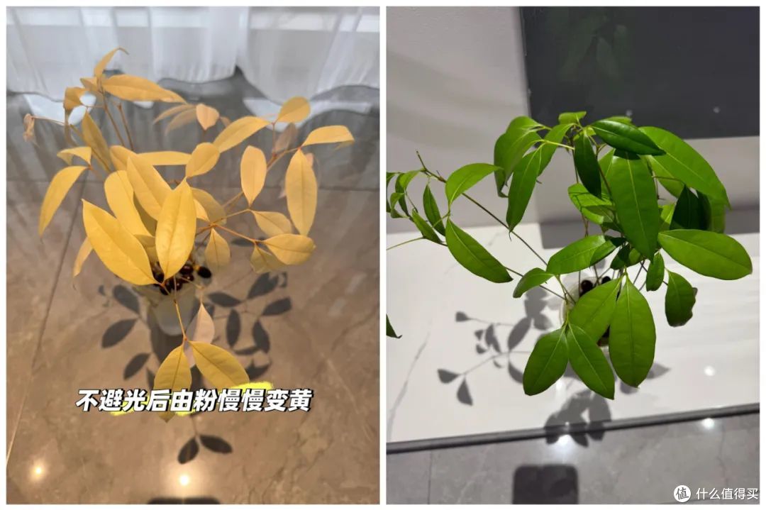 被年轻人的脑洞折服了!一颗小小的荔枝,都被 “吃出花”来了
