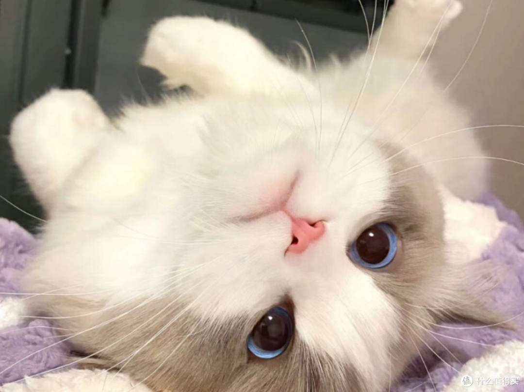 猫粮怎么选配比例?铲屎官私藏:猫粮平价又健康的清单