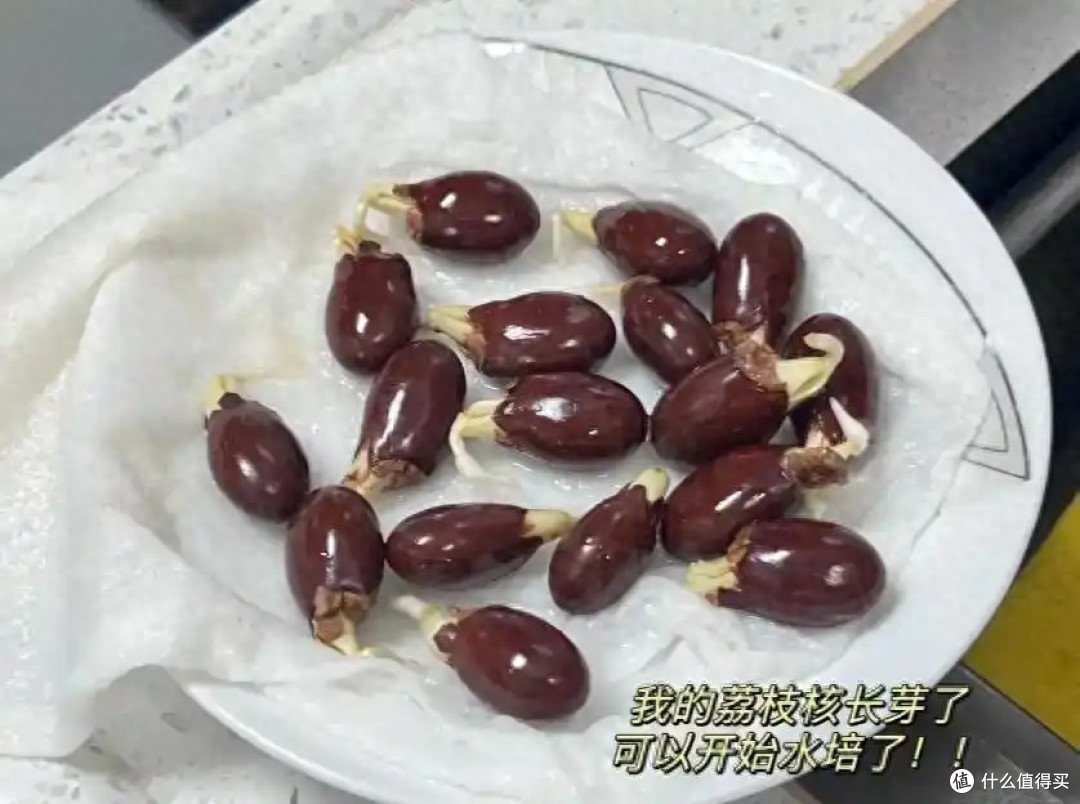 第一次被“荔枝核”惊呆了,泡水里22天,长成“粉盆栽”,太美了