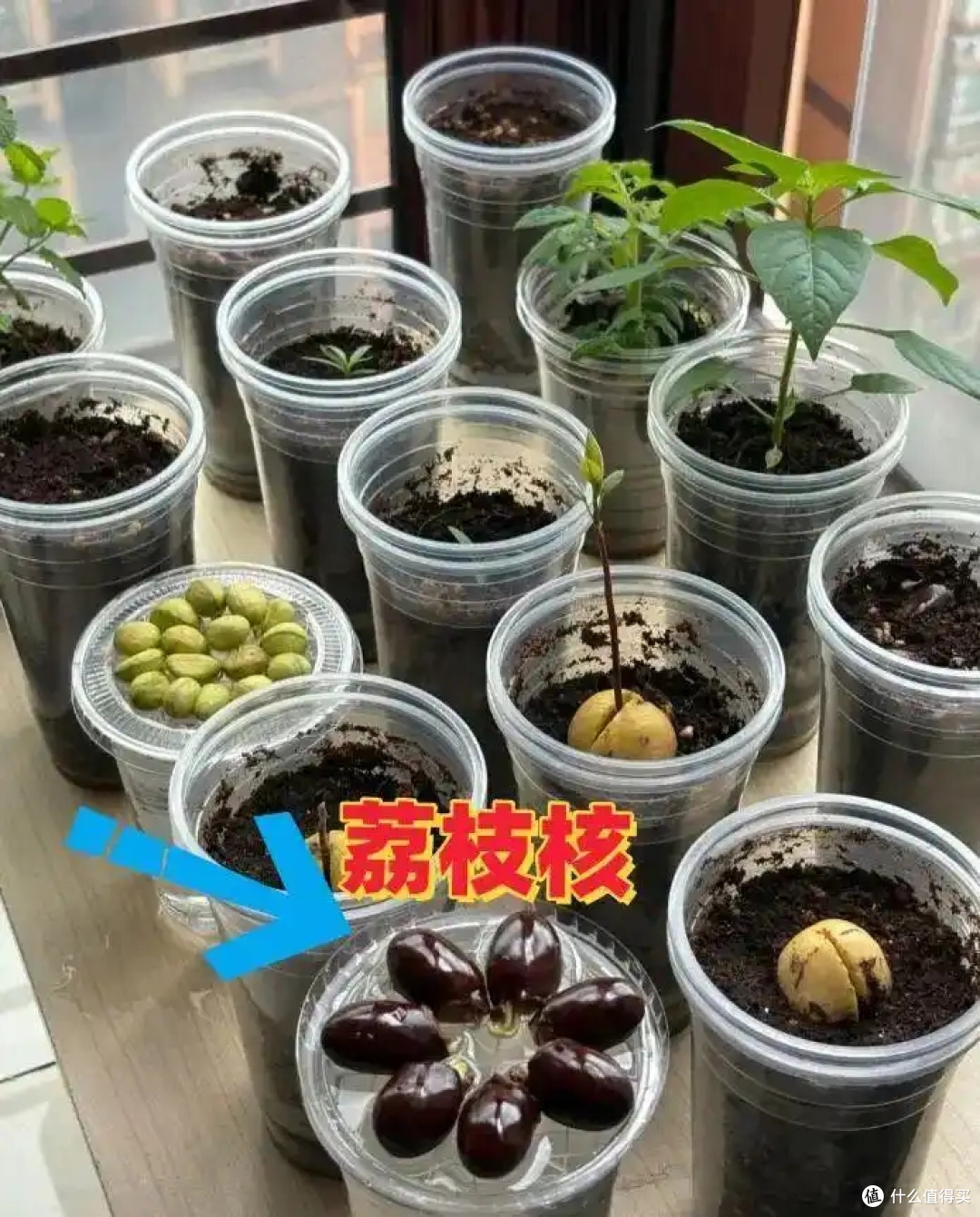 第一次被“荔枝核”惊呆了,泡水里22天,长成“粉盆栽”,太美了