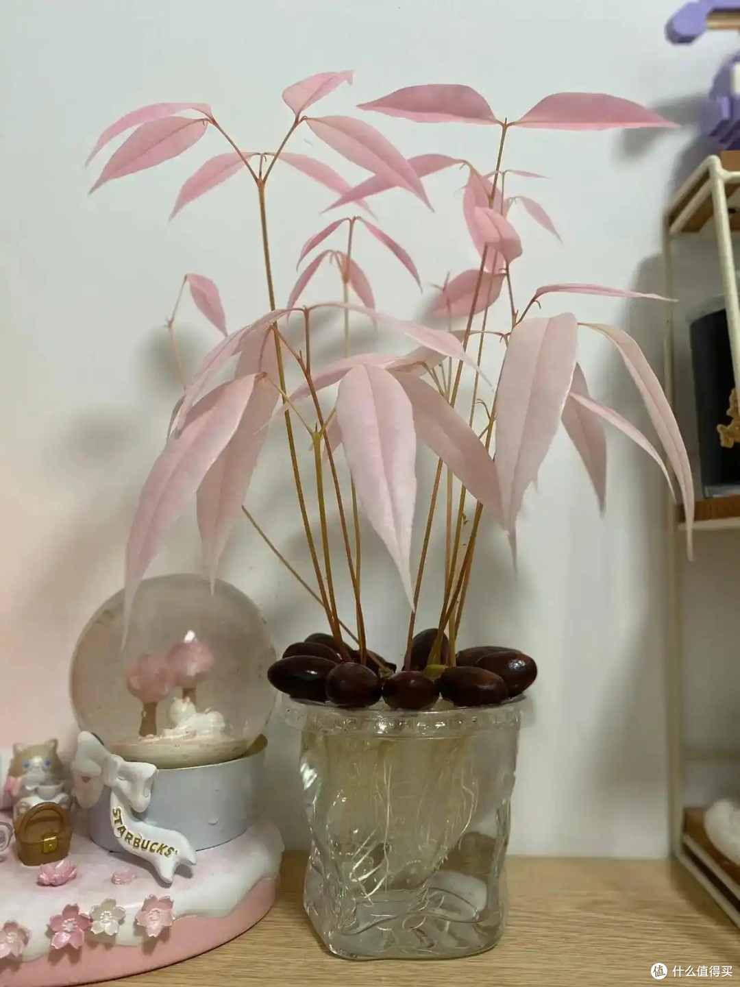 第一次被“荔枝核”惊呆了,泡水里22天,长成“粉盆栽”,太美了