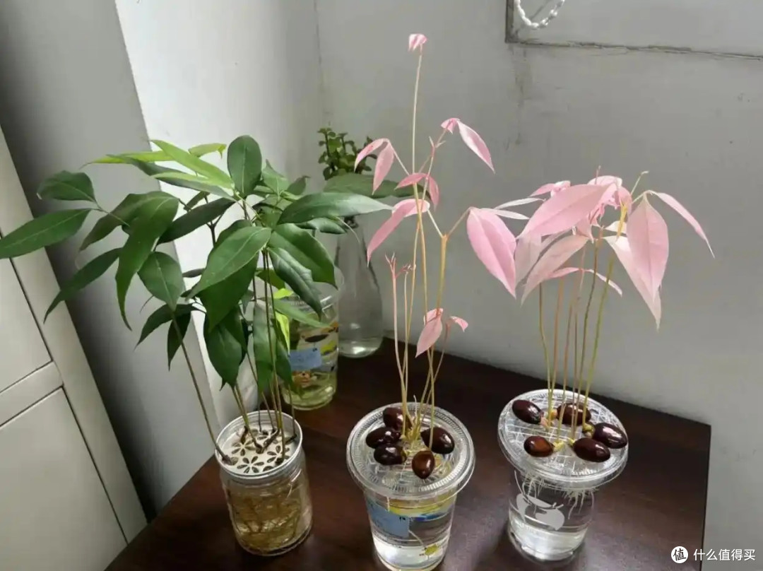 第一次被“荔枝核”惊呆了,泡水里22天,长成“粉盆栽”,太美了