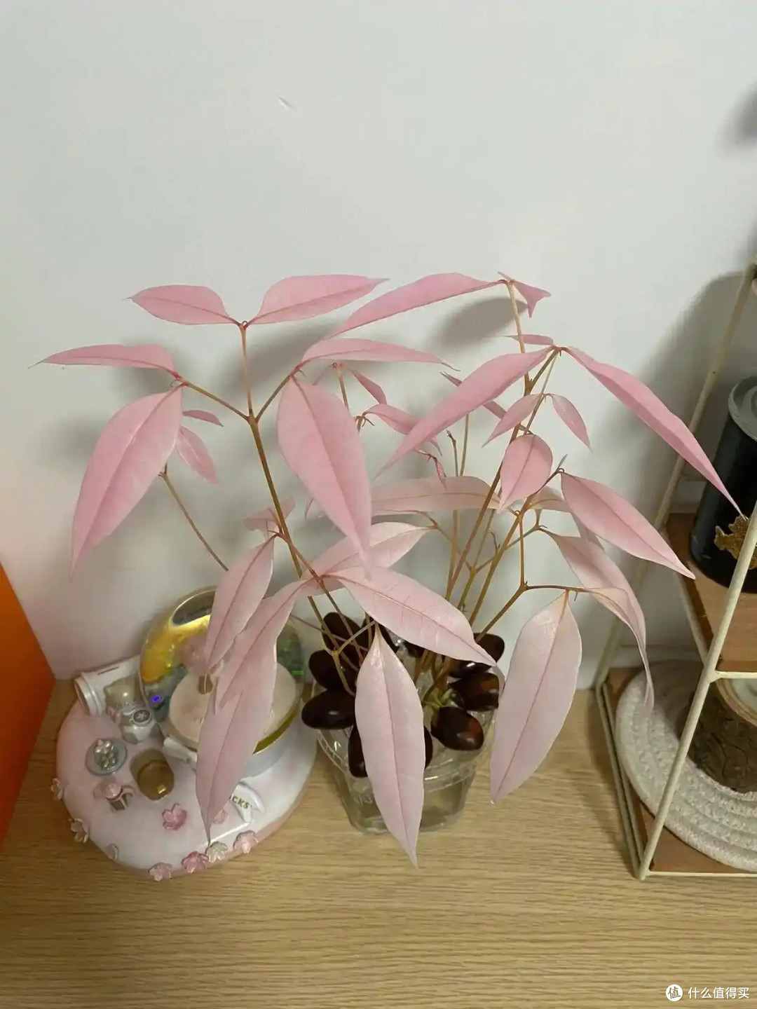 第一次被“荔枝核”惊呆了,泡水里22天,长成“粉盆栽”,太美了