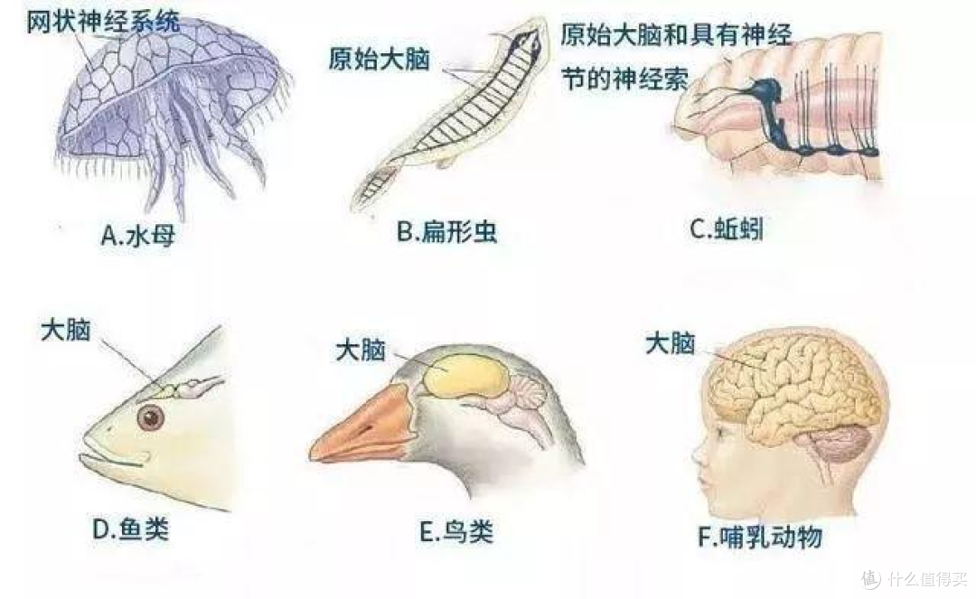 植物为什么没有大脑,难道是进化“失误”吗?