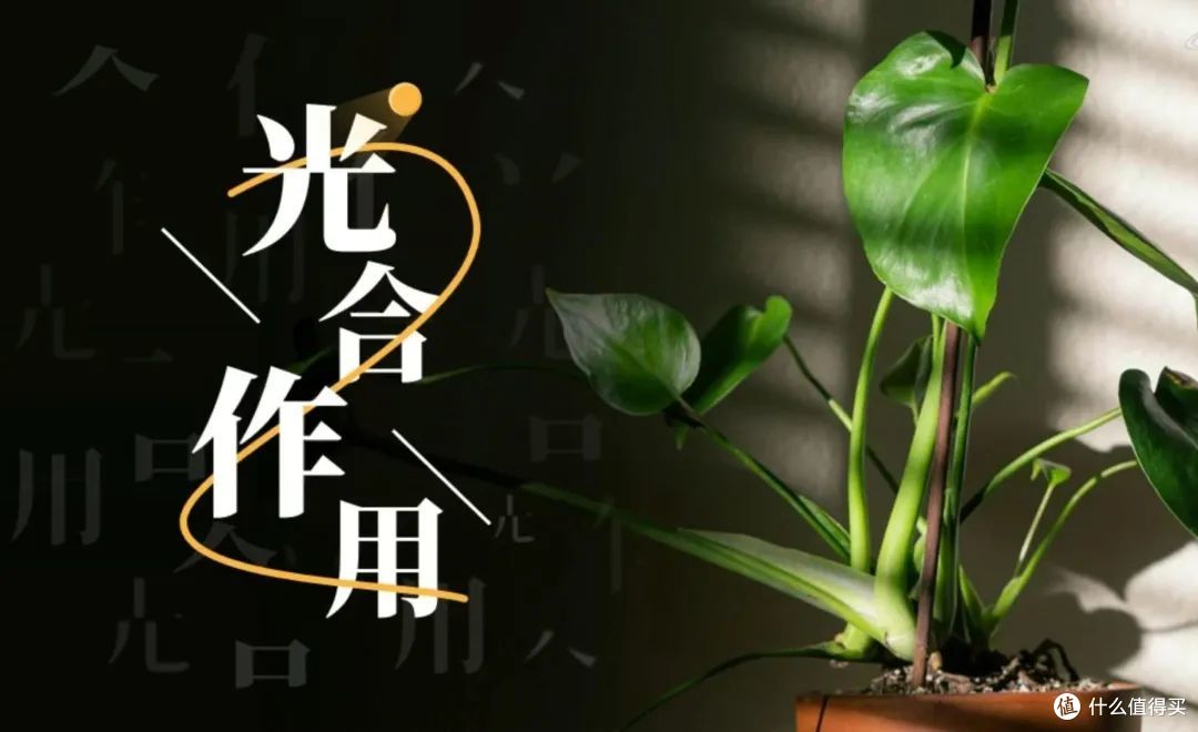 植物为什么没有大脑,难道是进化“失误”吗?